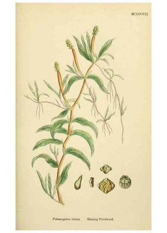 Reproducción/Reproduction 48753832581: English botany, or, Coloured figures of British plants /. London :R. Hardwicke,1863-1886.. 