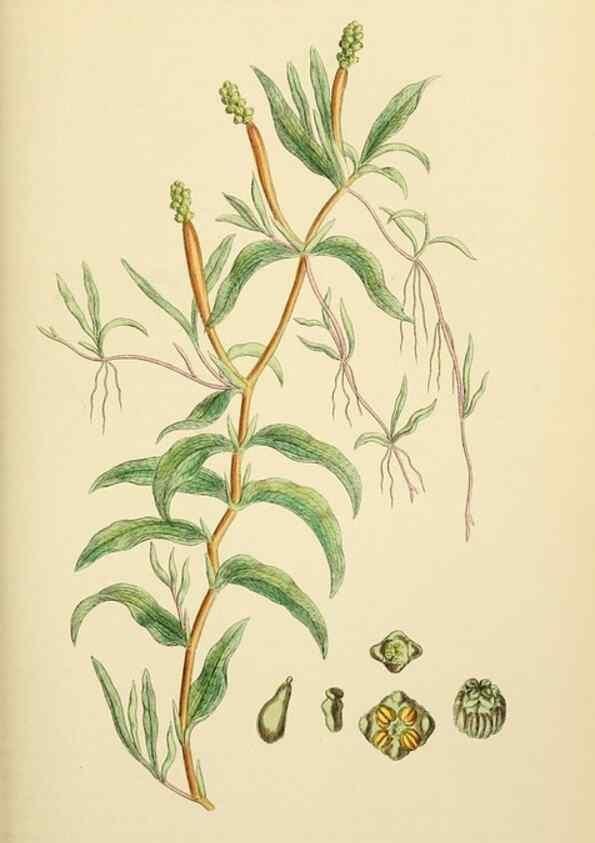 Reproducción/Reproduction 48753832581: English botany, or, Coloured figures of British plants /. London :R. Hardwicke,1863-1886.. 