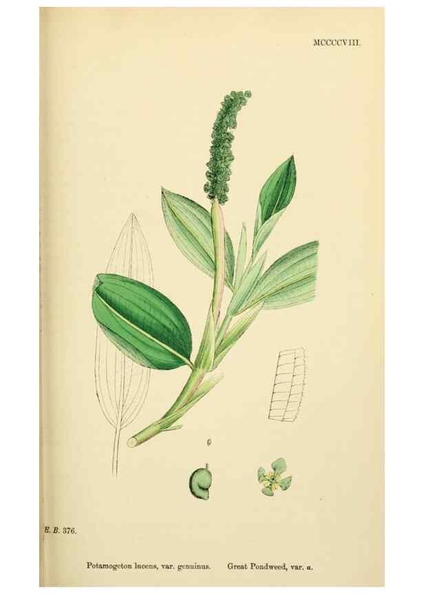 Reproducción/Reproduction 48754022367: English botany, or, Coloured figures of British plants /. London :R. Hardwicke,1863-1886.. 