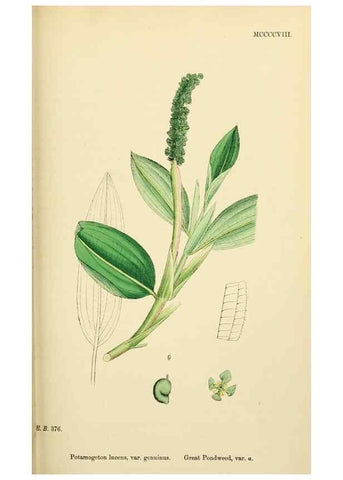 Reproducción/Reproduction 48754022367: English botany, or, Coloured figures of British plants /. London :R. Hardwicke,1863-1886.. 