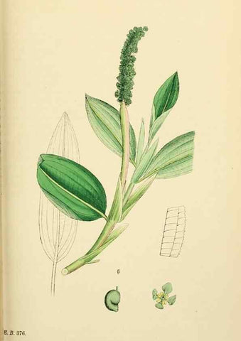Reproducción/Reproduction 48754022367: English botany, or, Coloured figures of British plants /. London :R. Hardwicke,1863-1886.. 