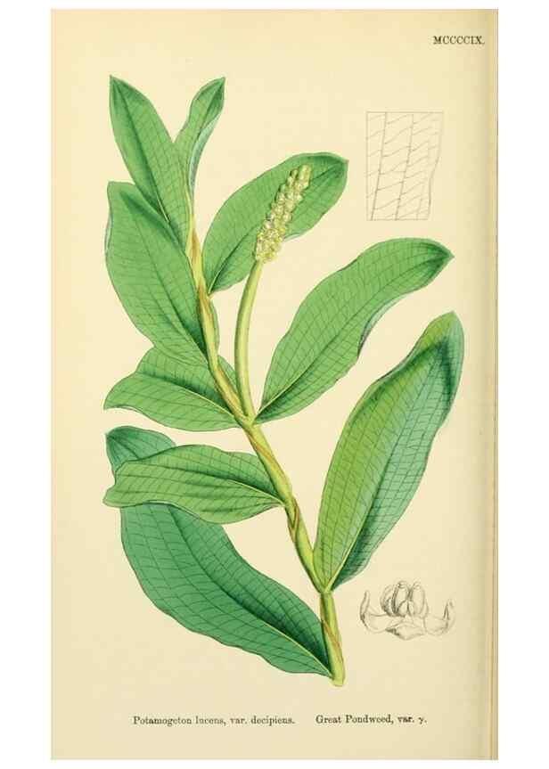 Reproducción/Reproduction 48753833076: English botany, or, Coloured figures of British plants /. London :R. Hardwicke,1863-1886.. 