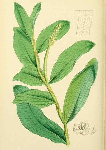 Reproducción/Reproduction 48753833076: English botany, or, Coloured figures of British plants /. London :R. Hardwicke,1863-1886.. 