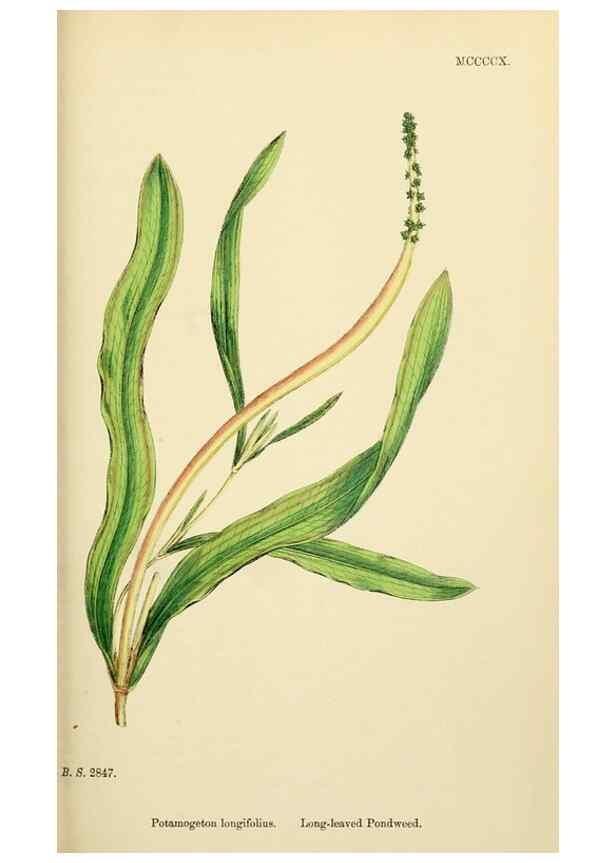 Reproducción/Reproduction 48753508018: English botany, or, Coloured figures of British plants /. London :R. Hardwicke,1863-1886.. 