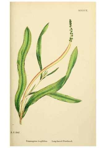 Reproducción/Reproduction 48753508018: English botany, or, Coloured figures of British plants /. London :R. Hardwicke,1863-1886.. 