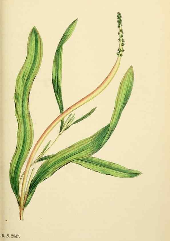 Reproducción/Reproduction 48753508018: English botany, or, Coloured figures of British plants /. London :R. Hardwicke,1863-1886.. 