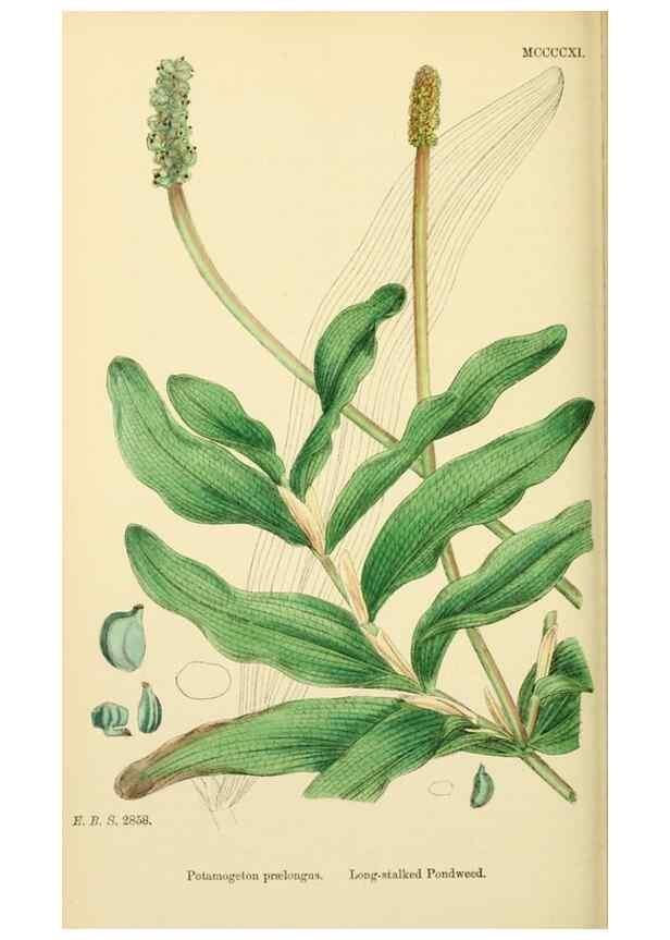 Reproducción/Reproduction 48754023122: English botany, or, Coloured figures of British plants /. London :R. Hardwicke,1863-1886.. 