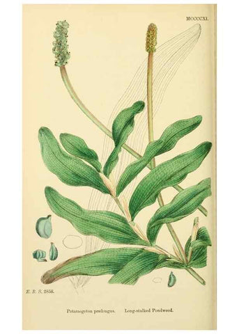 Reproducción/Reproduction 48754023122: English botany, or, Coloured figures of British plants /. London :R. Hardwicke,1863-1886.. 