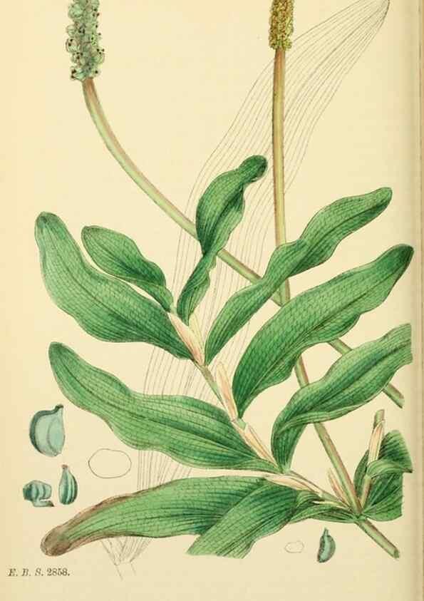 Reproducción/Reproduction 48754023122: English botany, or, Coloured figures of British plants /. London :R. Hardwicke,1863-1886.. 