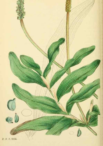 Reproducción/Reproduction 48754023122: English botany, or, Coloured figures of British plants /. London :R. Hardwicke,1863-1886.. 