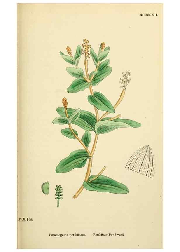 Reproducción/Reproduction 48753833751: English botany, or, Coloured figures of British plants /. London :R. Hardwicke,1863-1886.. 