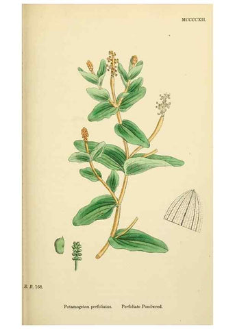 Reproducción/Reproduction 48753833751: English botany, or, Coloured figures of British plants /. London :R. Hardwicke,1863-1886.. 