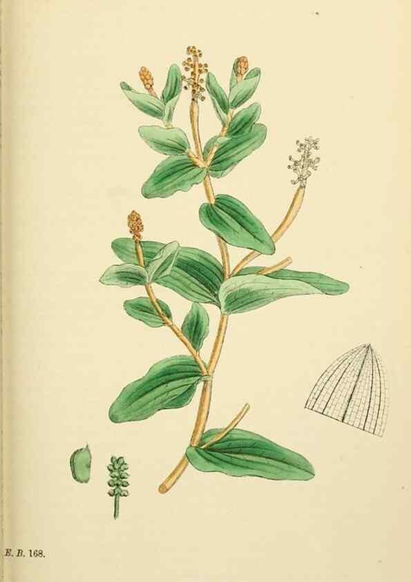 Reproducción/Reproduction 48753833751: English botany, or, Coloured figures of British plants /. London :R. Hardwicke,1863-1886.. 