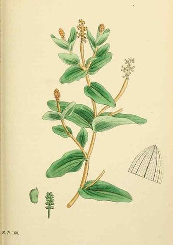 Reproducción/Reproduction 48753833751: English botany, or, Coloured figures of British plants /. London :R. Hardwicke,1863-1886.. 