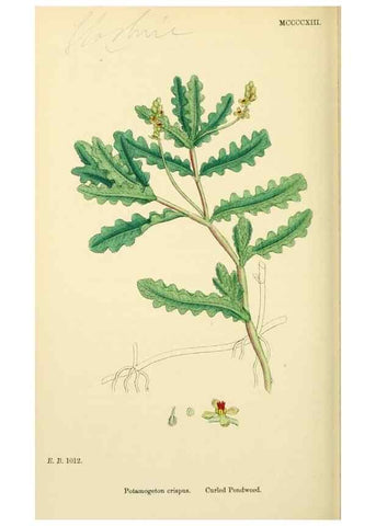 Reproducción/Reproduction 48754023632: English botany, or, Coloured figures of British plants /. London :R. Hardwicke,1863-1886.. 