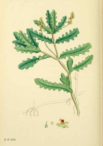 Reproducción/Reproduction 48754023632: English botany, or, Coloured figures of British plants /. London :R. Hardwicke,1863-1886.. 