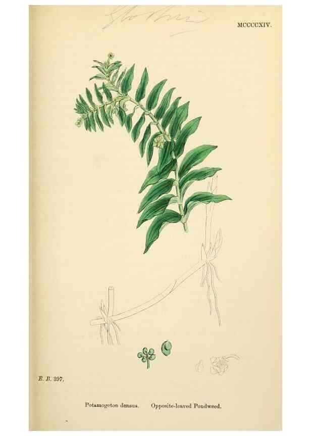 Reproducción/Reproduction 48753508908: English botany, or, Coloured figures of British plants /. London :R. Hardwicke,1863-1886.. 