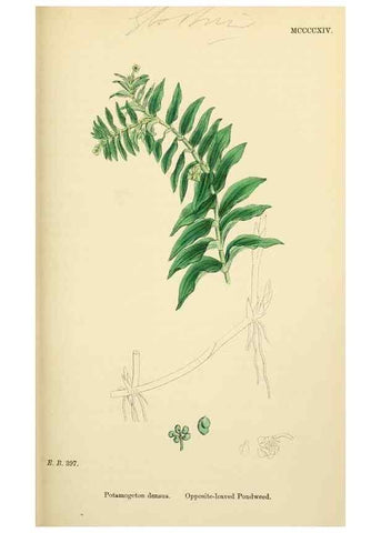 Reproducción/Reproduction 48753508908: English botany, or, Coloured figures of British plants /. London :R. Hardwicke,1863-1886.. 