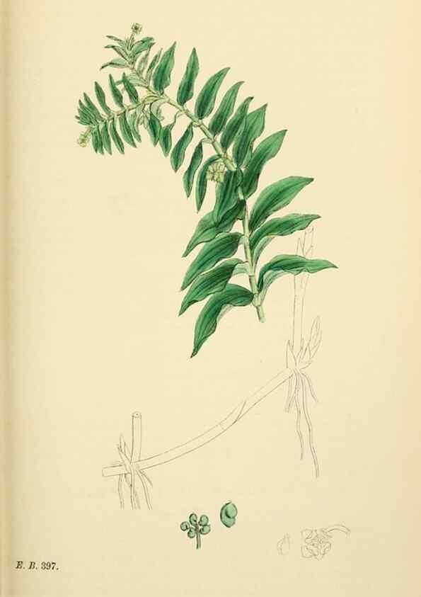 Reproducción/Reproduction 48753508908: English botany, or, Coloured figures of British plants /. London :R. Hardwicke,1863-1886.. 