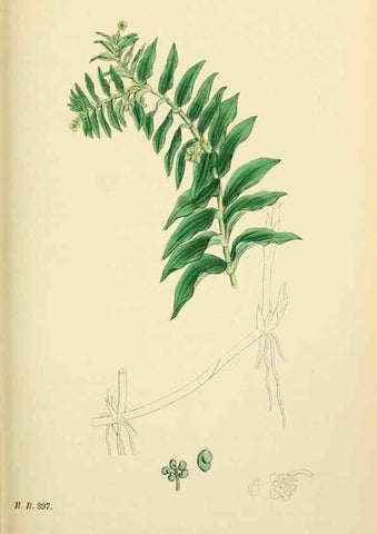 Reproducción/Reproduction 48753508908: English botany, or, Coloured figures of British plants /. London :R. Hardwicke,1863-1886.. 