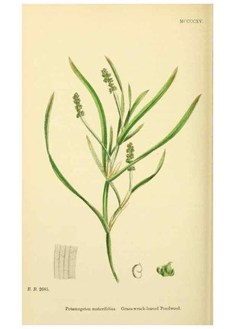 Reproducción/Reproduction 48753509178: English botany, or, Coloured figures of British plants /. London :R. Hardwicke,1863-1886.. 