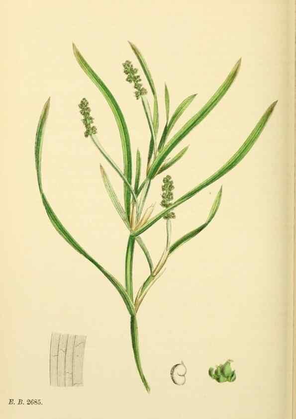 Reproducción/Reproduction 48753509178: English botany, or, Coloured figures of British plants /. London :R. Hardwicke,1863-1886.. 
