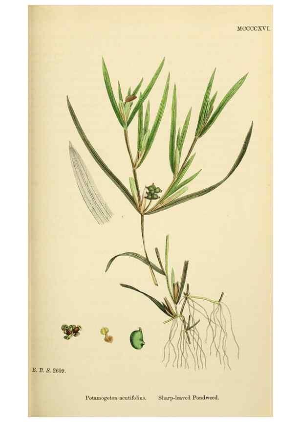 Reproducción/Reproduction 48753509348: English botany, or, Coloured figures of British plants /. London :R. Hardwicke,1863-1886.. 