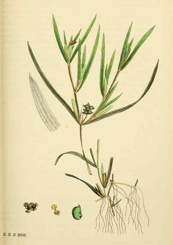 Reproducción/Reproduction 48753509348: English botany, or, Coloured figures of British plants /. London :R. Hardwicke,1863-1886.. 