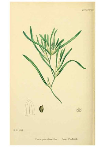 Reproducción/Reproduction 48754024412: English botany, or, Coloured figures of British plants /. London :R. Hardwicke,1863-1886.. 