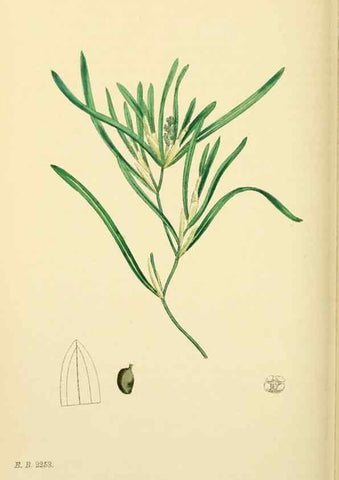 Reproducción/Reproduction 48754024412: English botany, or, Coloured figures of British plants /. London :R. Hardwicke,1863-1886.. 