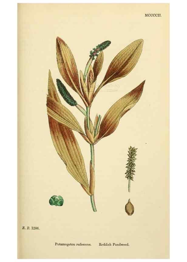Reproducción/Reproduction 48754020952: English botany, or, Coloured figures of British plants /. London :R. Hardwicke,1863-1886.. 