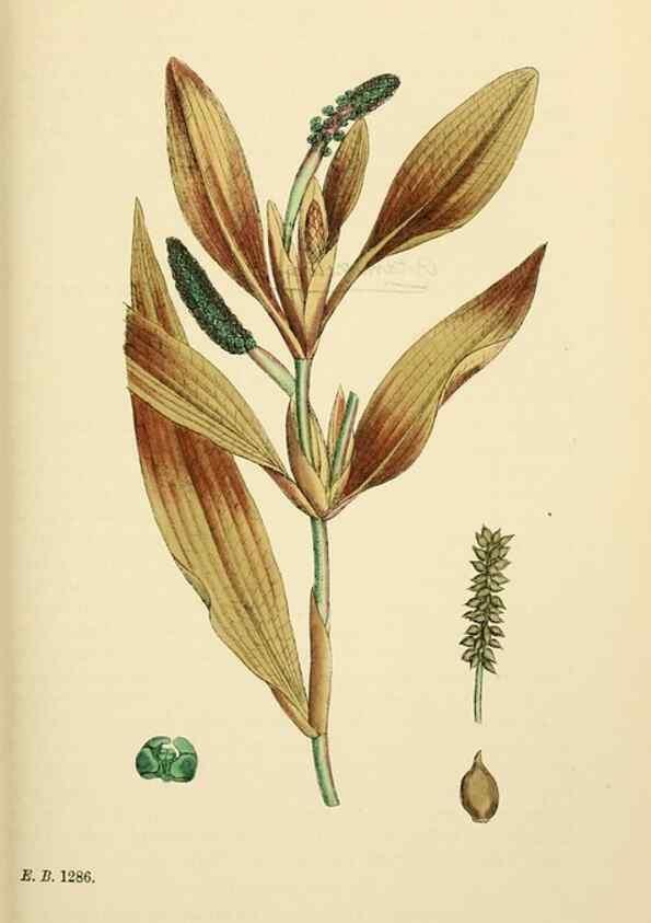Reproducción/Reproduction 48754020952: English botany, or, Coloured figures of British plants /. London :R. Hardwicke,1863-1886.. 