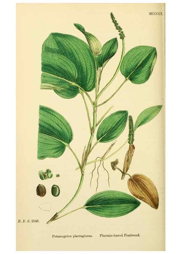 Reproducción/Reproduction 48754020652: English botany, or, Coloured figures of British plants /. London :R. Hardwicke,1863-1886.. 