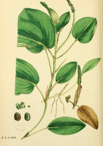 Reproducción/Reproduction 48754020652: English botany, or, Coloured figures of British plants /. London :R. Hardwicke,1863-1886.. 