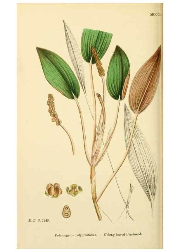 Reproducción/Reproduction 48753505483: English botany, or, Coloured figures of British plants /. London :R. Hardwicke,1863-1886.. 
