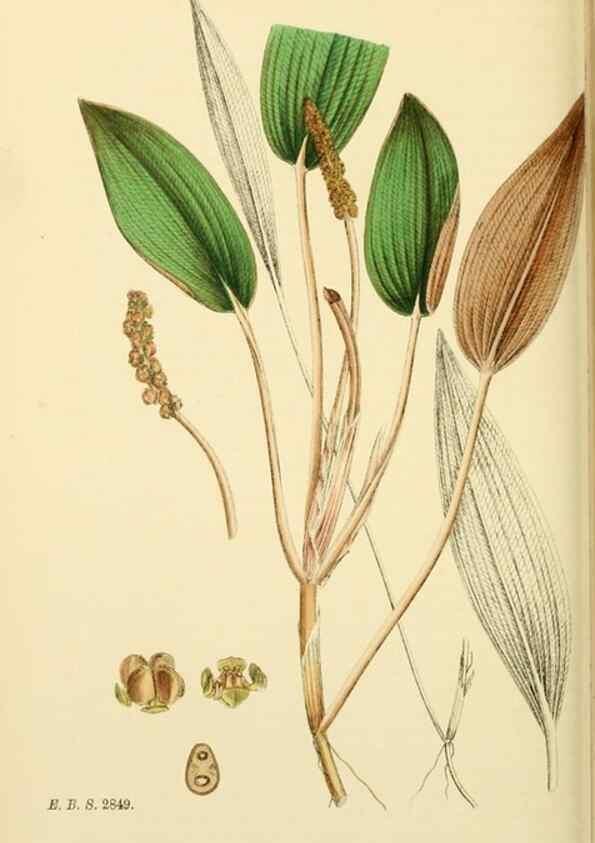 Reproducción/Reproduction 48753505483: English botany, or, Coloured figures of British plants /. London :R. Hardwicke,1863-1886.. 