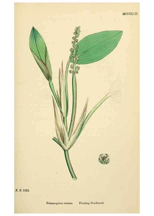 Reproducción/Reproduction 48753505188: English botany, or, Coloured figures of British plants /. London :R. Hardwicke,1863-1886.. 