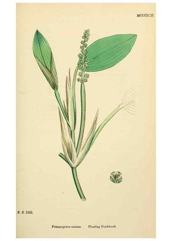 Reproducción/Reproduction 48753505188: English botany, or, Coloured figures of British plants /. London :R. Hardwicke,1863-1886.. 