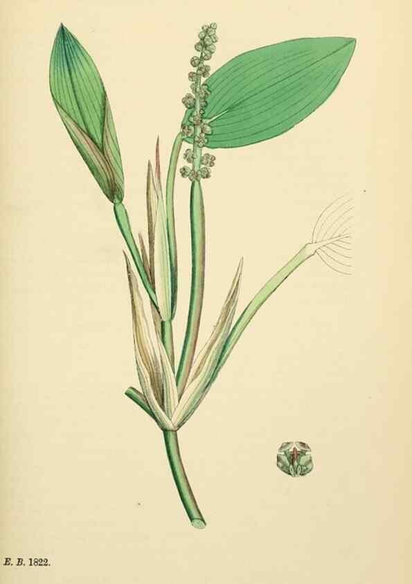 Reproducción/Reproduction 48753505188: English botany, or, Coloured figures of British plants /. London :R. Hardwicke,1863-1886.. 