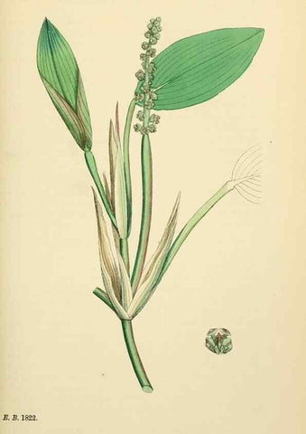 Reproducción/Reproduction 48753505188: English botany, or, Coloured figures of British plants /. London :R. Hardwicke,1863-1886.. 