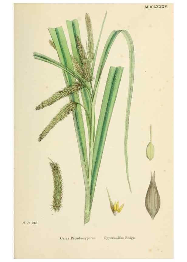 Reproducción/Reproduction 48750214998: English botany, or, Coloured figures of British plants /. London :R. Hardwicke,1863-1886.. 