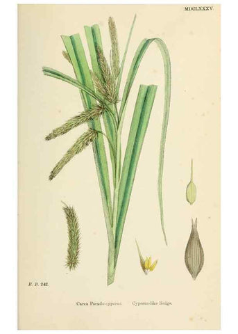 Reproducción/Reproduction 48750214998: English botany, or, Coloured figures of British plants /. London :R. Hardwicke,1863-1886.. 