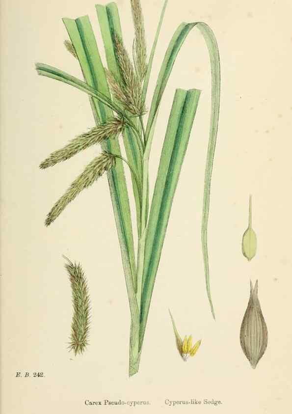 Reproducción/Reproduction 48750214998: English botany, or, Coloured figures of British plants /. London :R. Hardwicke,1863-1886.. 