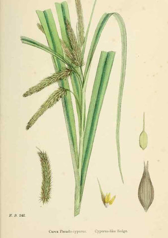 Reproducción/Reproduction 48750214998: English botany, or, Coloured figures of British plants /. London :R. Hardwicke,1863-1886.. 