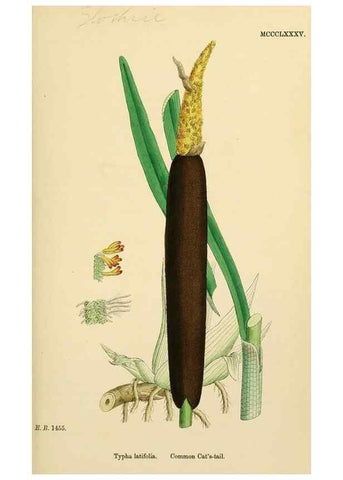 Reproducción/Reproduction 48754016467: English botany, or, Coloured figures of British plants /. London :R. Hardwicke,1863-1886.. 