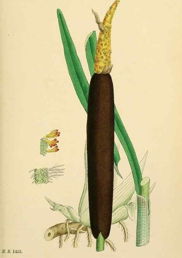 Reproducción/Reproduction 48754016467: English botany, or, Coloured figures of British plants /. London :R. Hardwicke,1863-1886.. 