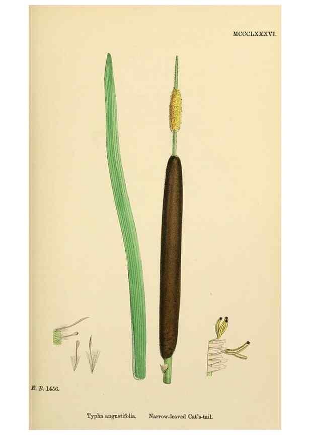 Reproducción/Reproduction 48753826816: English botany, or, Coloured figures of British plants /. London :R. Hardwicke,1863-1886.. 