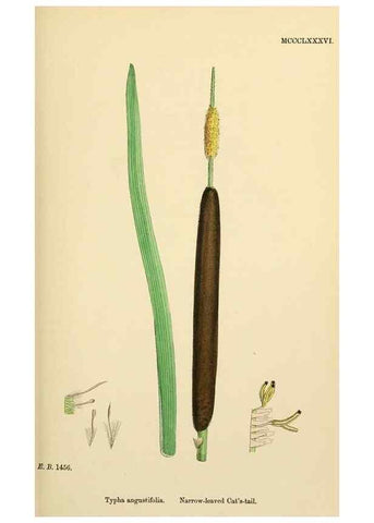 Reproducción/Reproduction 48753826816: English botany, or, Coloured figures of British plants /. London :R. Hardwicke,1863-1886.. 