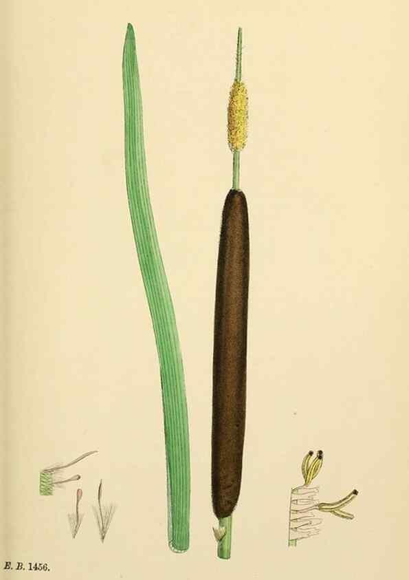 Reproducción/Reproduction 48753826816: English botany, or, Coloured figures of British plants /. London :R. Hardwicke,1863-1886.. 