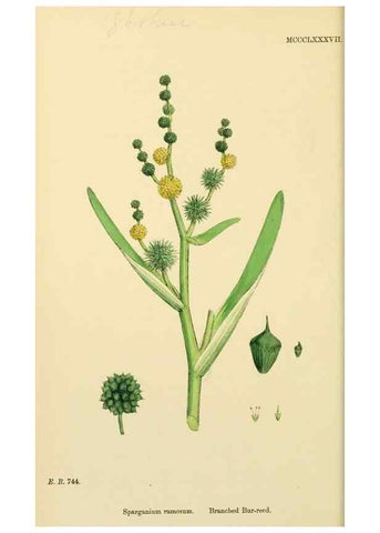 Reproducción/Reproduction 48754016862: English botany, or, Coloured figures of British plants /. London :R. Hardwicke,1863-1886.. 